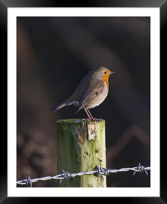Robin on Fence Post Framed Mounted Print by Simon West