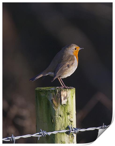 Robin on Fence Post Print by Simon West