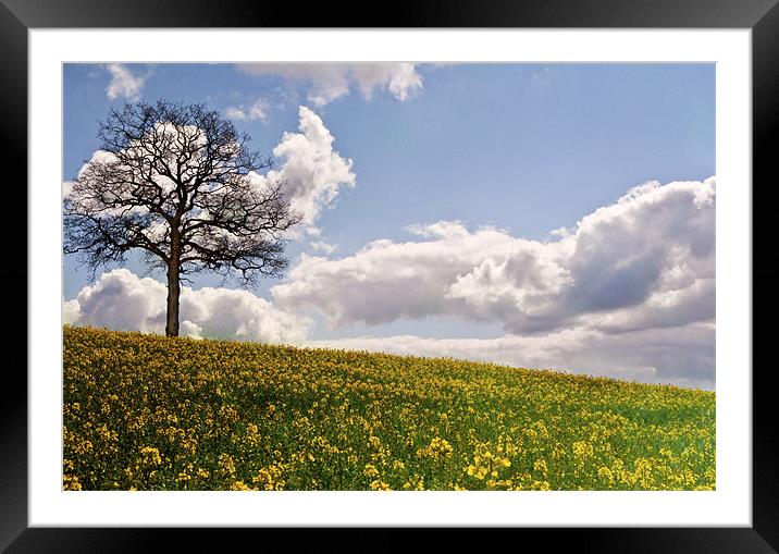 Lone tree in field of gold Framed Mounted Print by Dawn Cox