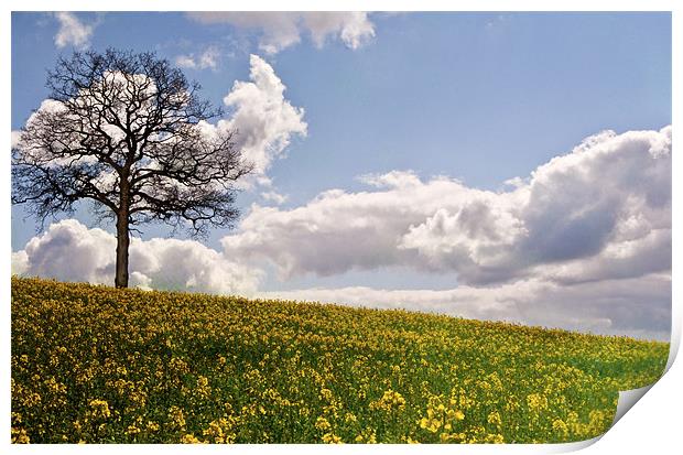 Lone tree in field of gold Print by Dawn Cox