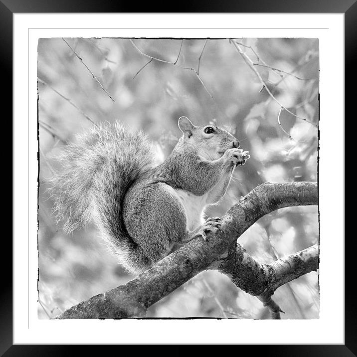 Squirrel in a Tree - Black and White Framed Mounted Print by Natalie Kinnear