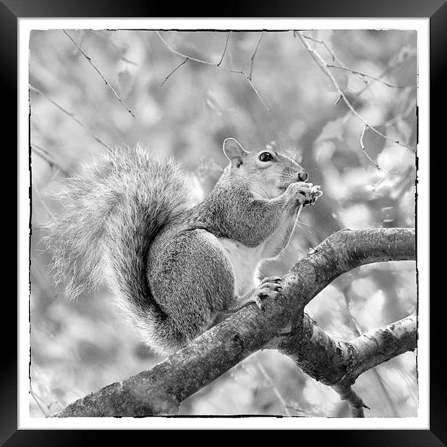 Squirrel in a Tree - Black and White Framed Print by Natalie Kinnear