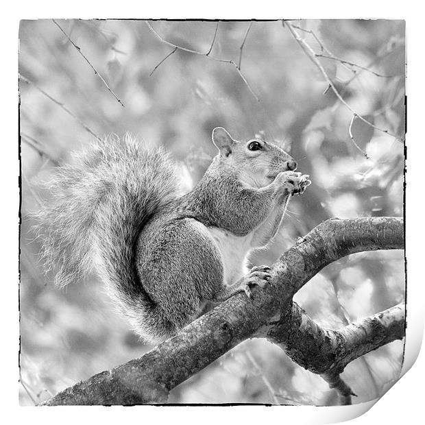 Squirrel in a Tree - Black and White Print by Natalie Kinnear