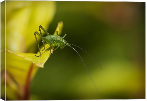 SPECKLED BUSH CRICKET Canvas Print by Anthony R Dudley (LRPS)
