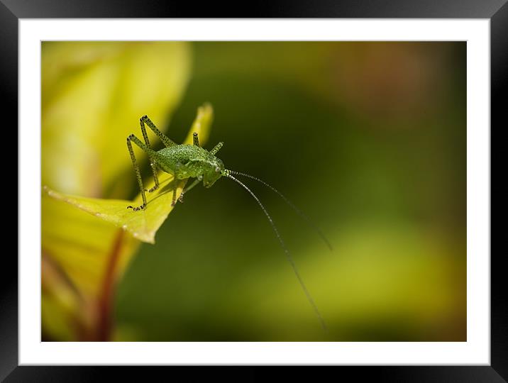 SPECKLED BUSH CRICKET Framed Mounted Print by Anthony R Dudley (LRPS)