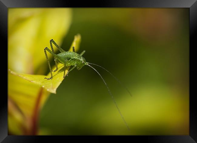 SPECKLED BUSH CRICKET Framed Print by Anthony R Dudley (LRPS)