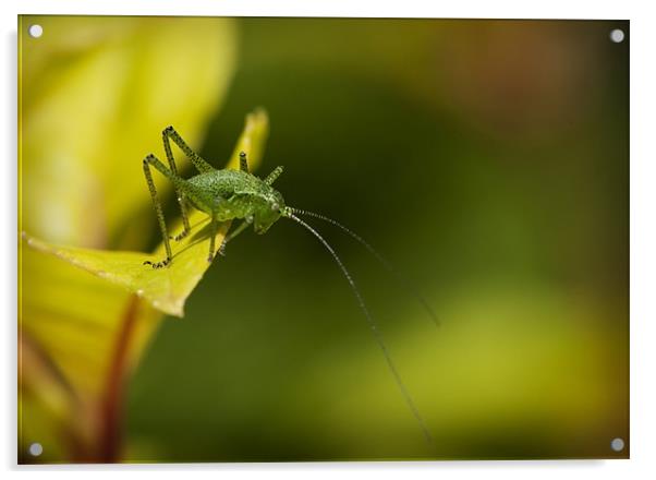SPECKLED BUSH CRICKET Acrylic by Anthony R Dudley (LRPS)