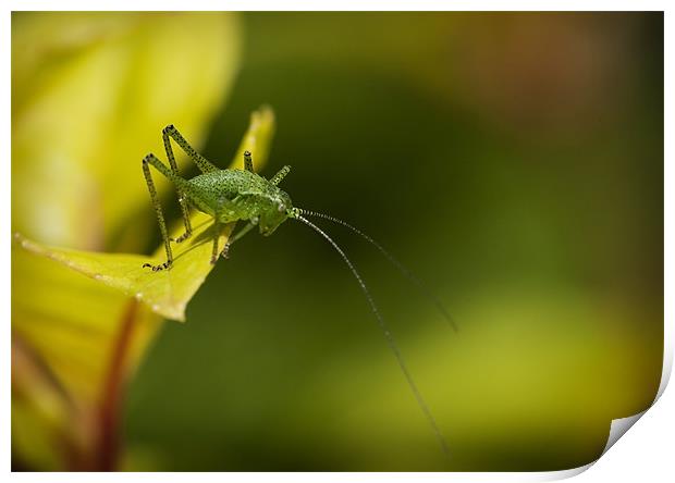 SPECKLED BUSH CRICKET Print by Anthony R Dudley (LRPS)