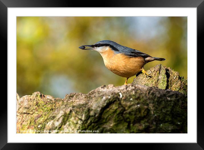 Eurasian Nuthatch Framed Mounted Print by Pete Lawless
