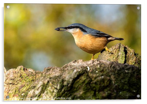 Eurasian Nuthatch Acrylic by Pete Lawless