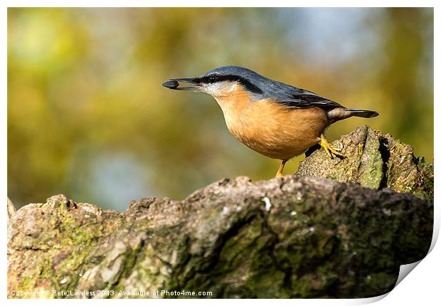 Eurasian Nuthatch Print by Pete Lawless