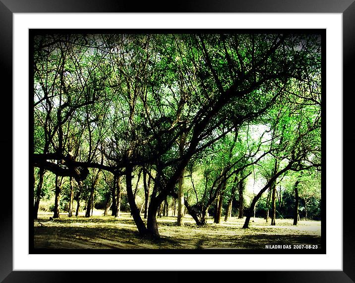 SHADE OF MOTHER NATURE  Framed Mounted Print by NILADRI DAS