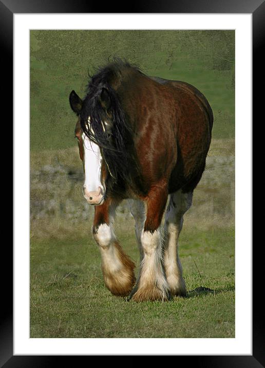 Beautiful Shire Horse Framed Mounted Print by Jacqi Elmslie