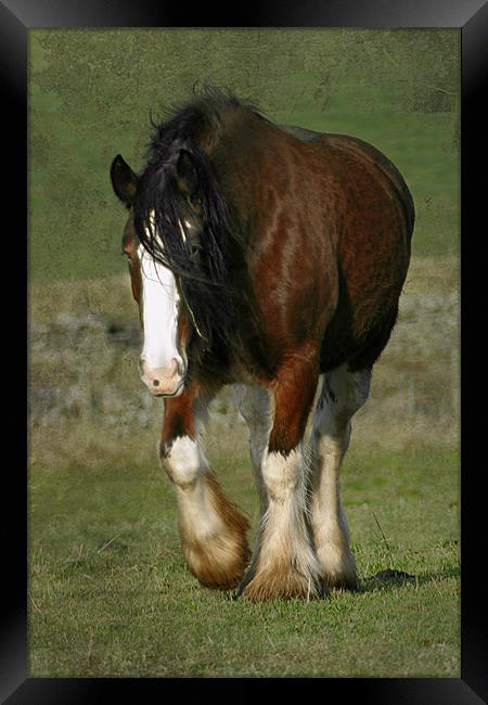 Beautiful Shire Horse Framed Print by Jacqi Elmslie