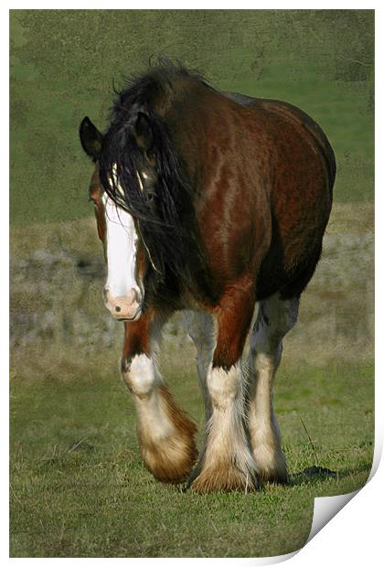 Beautiful Shire Horse Print by Jacqi Elmslie