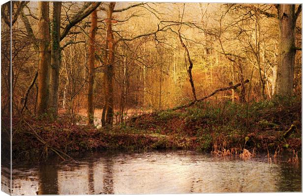 Old Woods, Kent Canvas Print by Dawn Cox