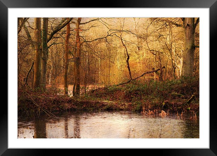Old Woods, Kent Framed Mounted Print by Dawn Cox