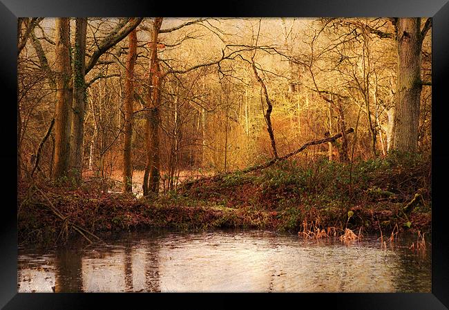 Old Woods, Kent Framed Print by Dawn Cox