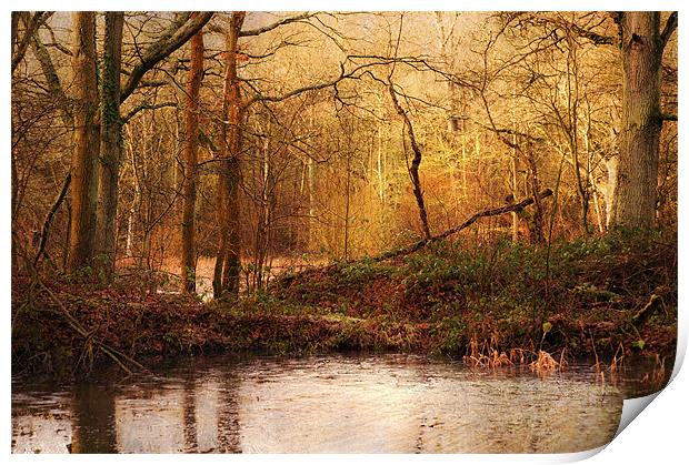 Old Woods, Kent Print by Dawn Cox