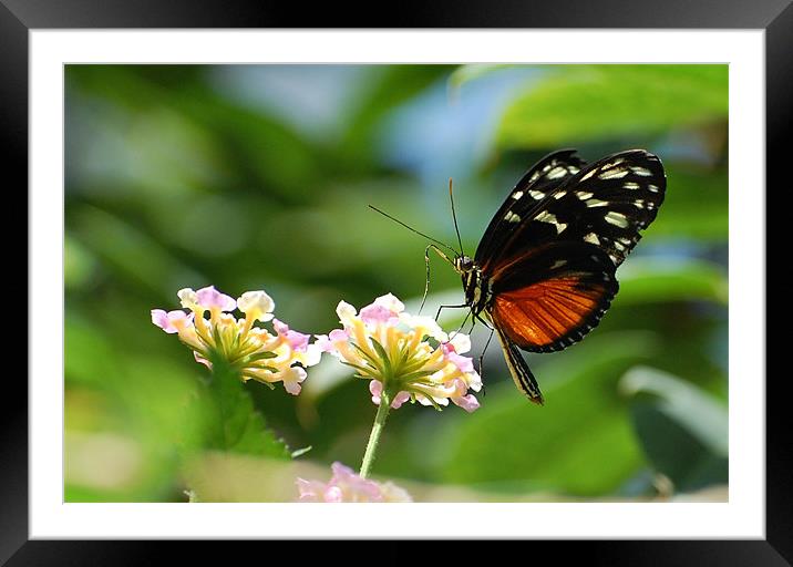 Orange and Black Butterfly Framed Mounted Print by Shari DeOllos