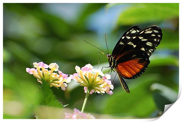Orange and Black Butterfly Print by Shari DeOllos
