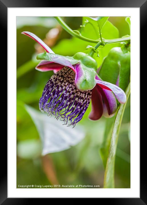 purple passion flower Framed Mounted Print by Craig Lapsley
