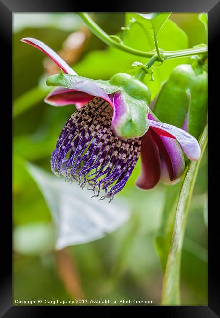 purple passion flower Framed Print by Craig Lapsley