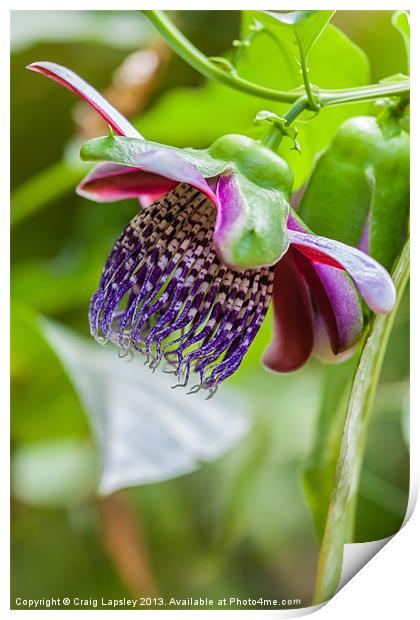 purple passion flower Print by Craig Lapsley