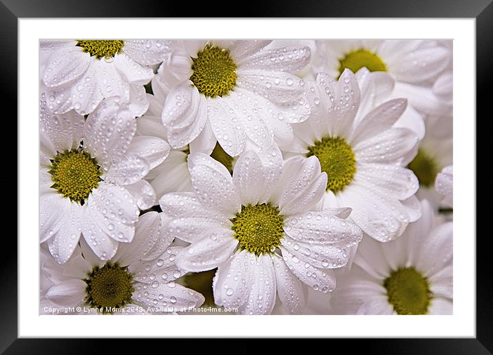 Daisies Framed Mounted Print by Lynne Morris (Lswpp)