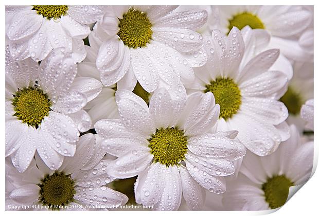 Daisies Print by Lynne Morris (Lswpp)