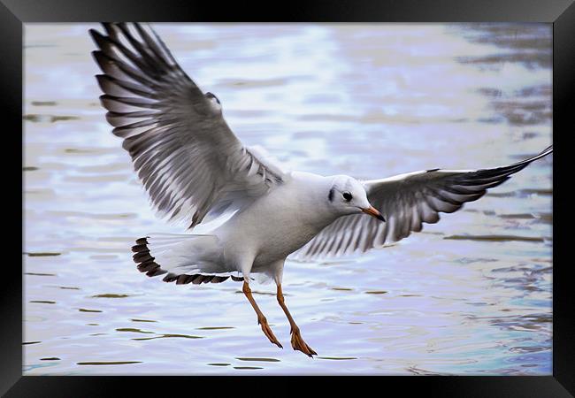 Seagull Landing on lake Framed Print by Simon West