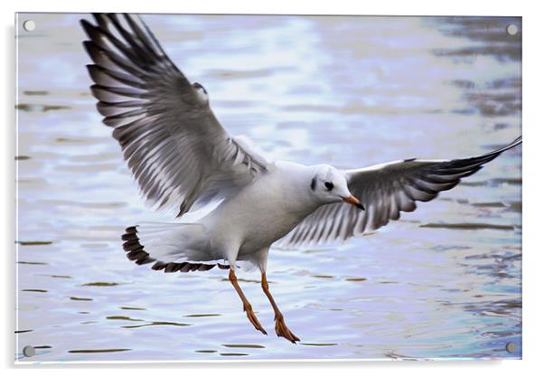 Seagull Landing on lake Acrylic by Simon West