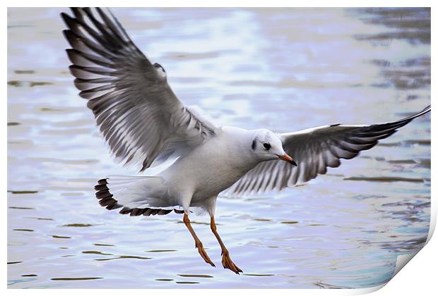 Seagull Landing on lake Print by Simon West