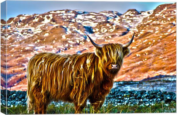 Highland Cow Canvas Print by T2 Images