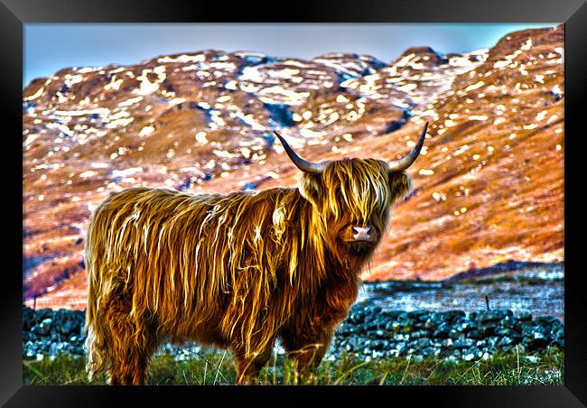 Highland Cow Framed Print by T2 Images