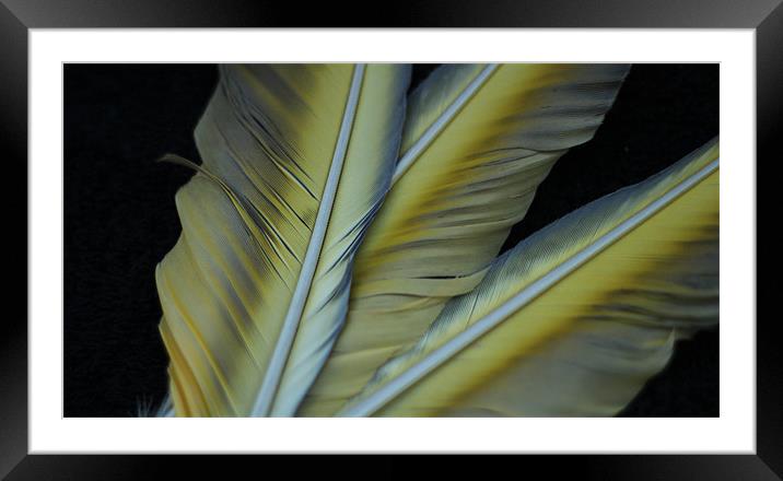Three feathers Framed Mounted Print by Mark Cake