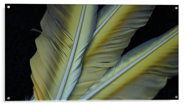 Three feathers Acrylic by Mark Cake