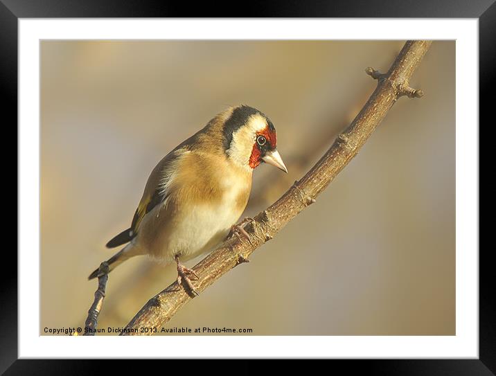 GOLDFINCH Framed Mounted Print by Shaun Dickinson