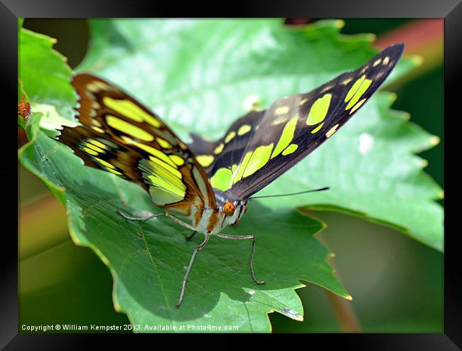 Butterfly at Butterfly world wotton isle of wight Framed Print by William Kempster