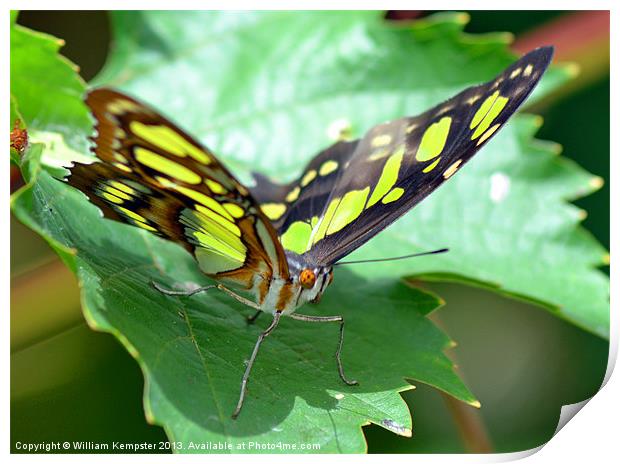 Butterfly at Butterfly world wotton isle of wight Print by William Kempster