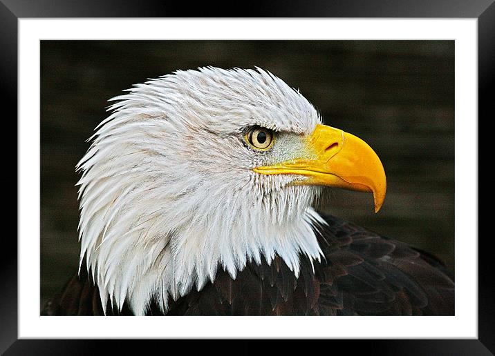 Eagle Framed Mounted Print by Rachel & Martin Pics