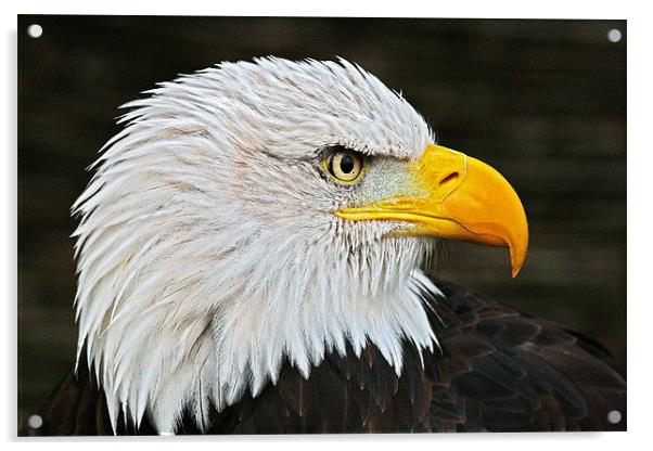 Eagle Acrylic by Rachel & Martin Pics