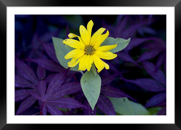 Light in the dark Framed Mounted Print by Keith Campbell
