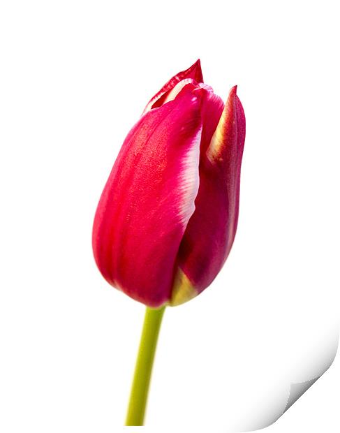 Tulip Print by Keith Campbell