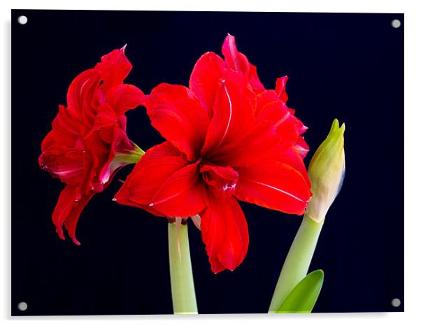Red Amaryllis Acrylic by Mark Llewellyn
