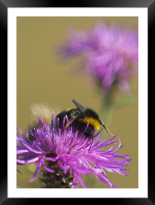 Busy Bee Framed Mounted Print by Mark Llewellyn