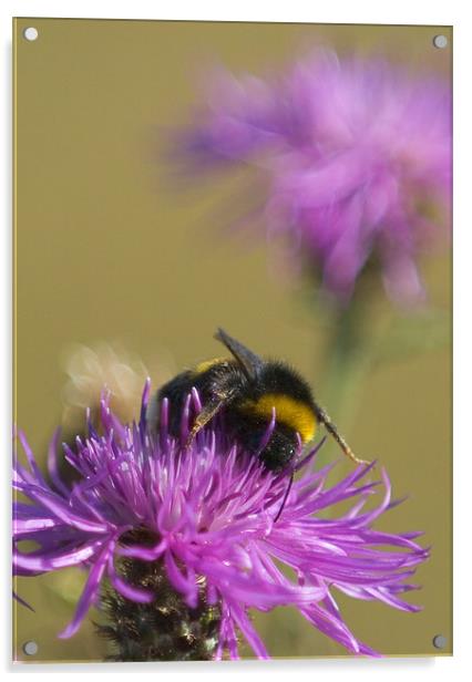 Busy Bee Acrylic by Mark Llewellyn