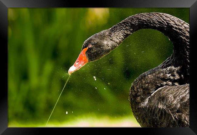 Black Swan Framed Print by Mark Llewellyn