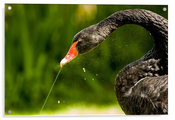 Black Swan Acrylic by Mark Llewellyn