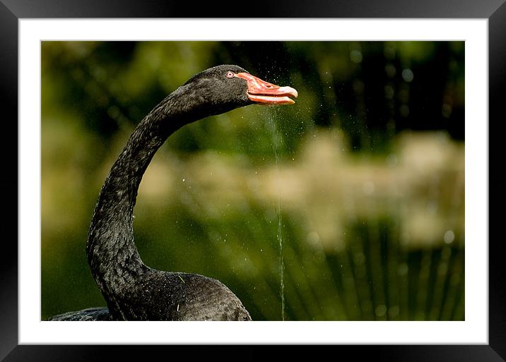 Black Swan Framed Mounted Print by Mark Llewellyn